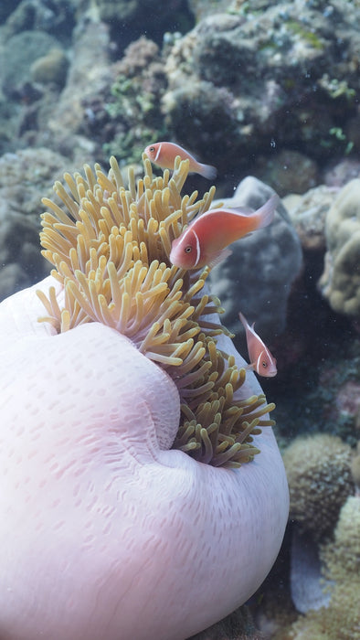 Scuba Diving in Tonga