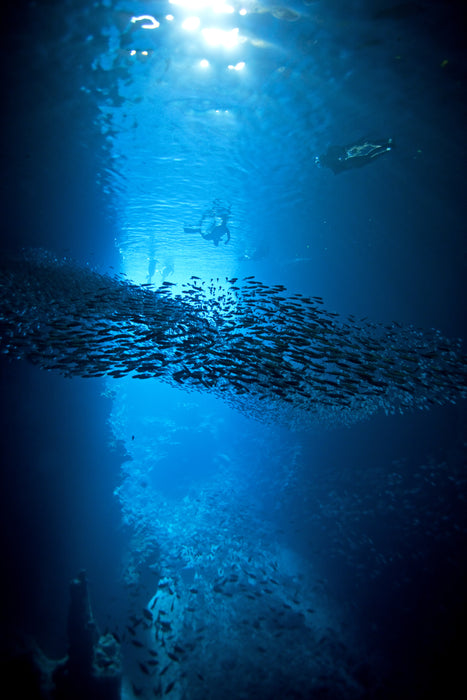 Scuba Diving in Tonga