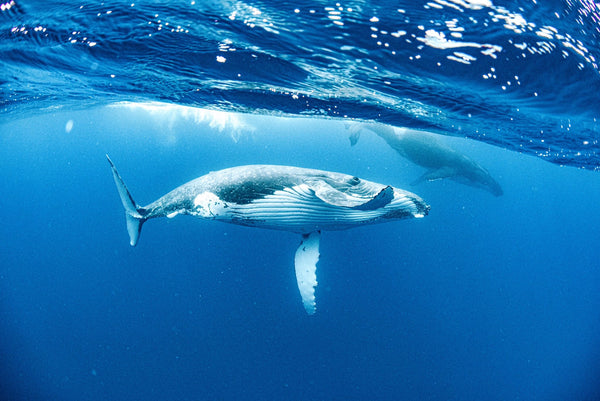 Whale Swim
