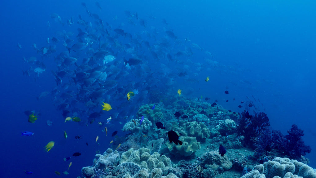 Scuba Diving in Tonga
