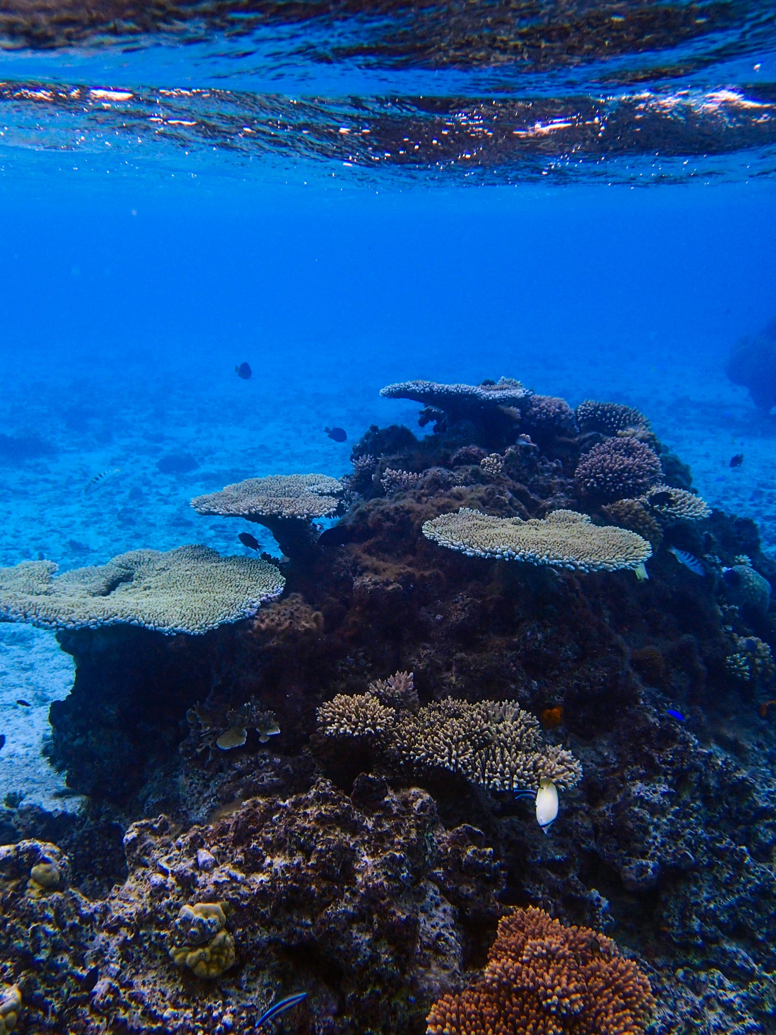 Scuba Diving in Tonga