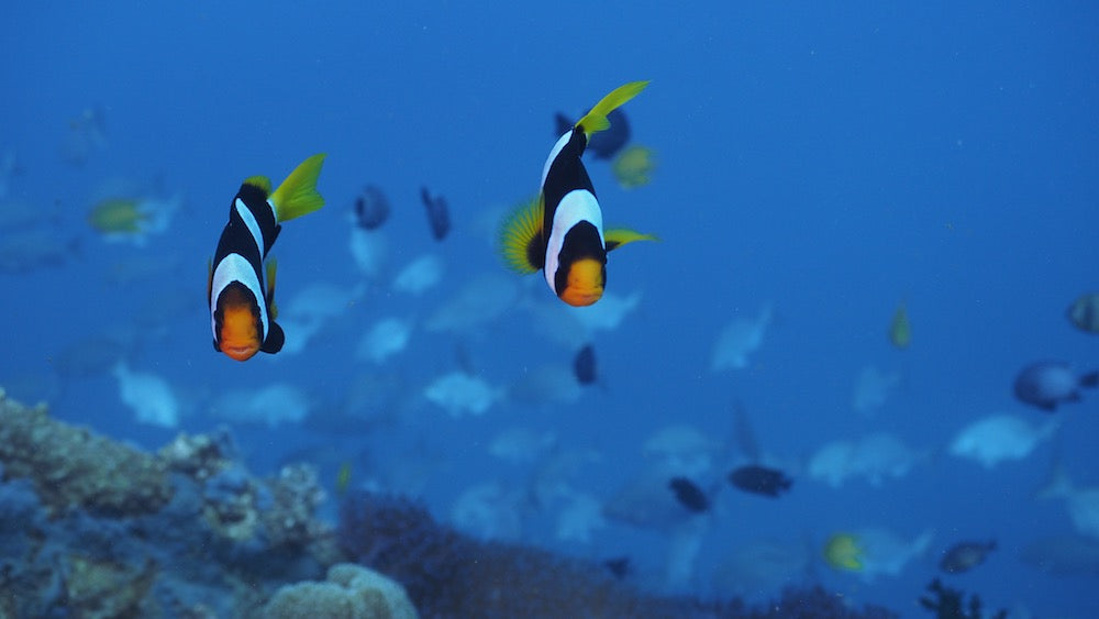 Refresher | Dive Tonga