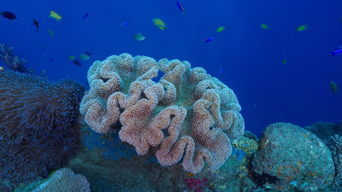 Scuba Diving in Tonga | Dive Tonga
